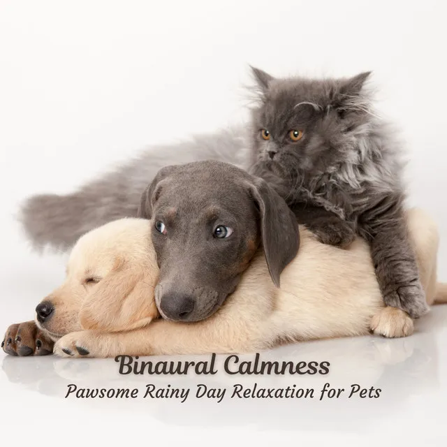 Binaural Calmness: Pawsome Rainy Day Relaxation for Pets