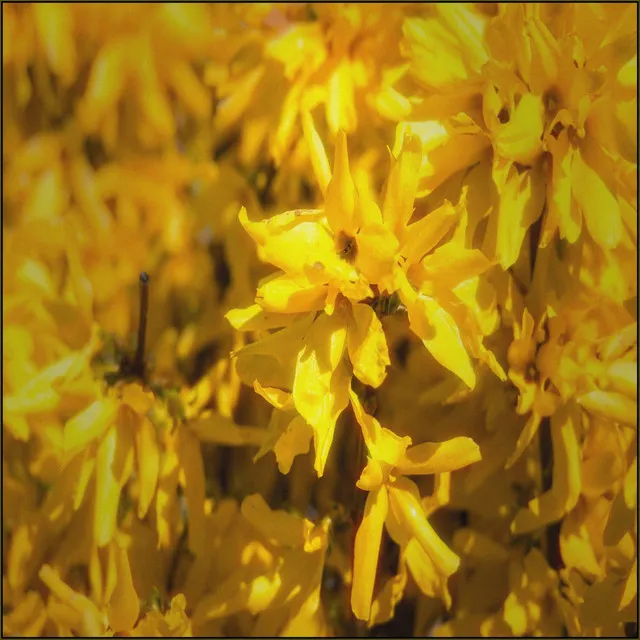 Forsythia