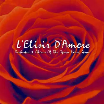 L'Elisir D'Amore by Loretta di Lelio