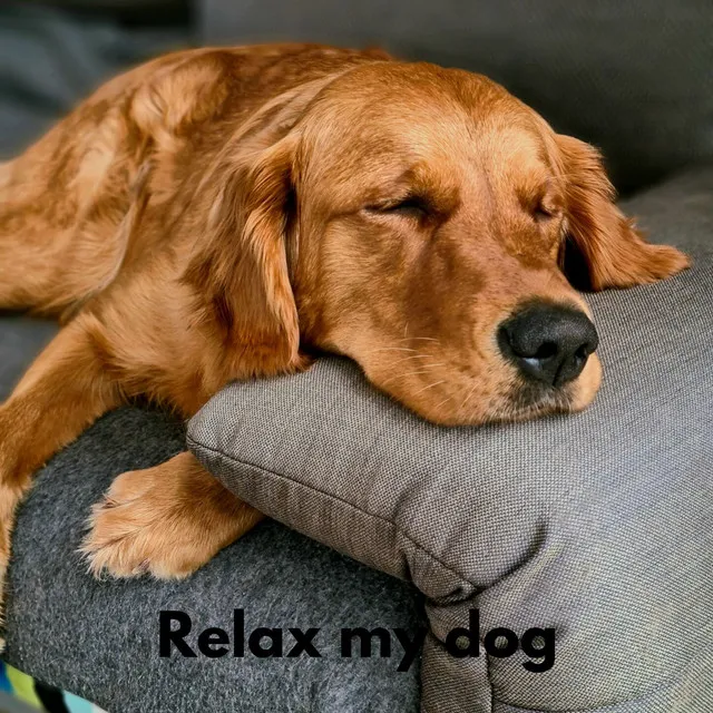 Dog Relax