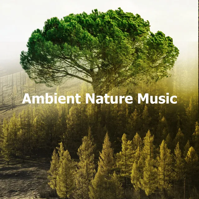 Ambient Nature Music