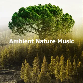 Ambient Nature Music by Cricket Sounds