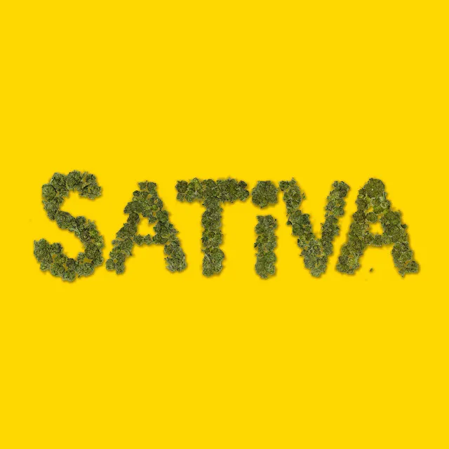 Sativa