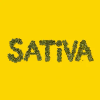 Sativa by Terminator Dave