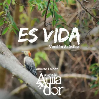 Es Vida (versión acústica) by Alberto Laínez y el Proyecto Aullador