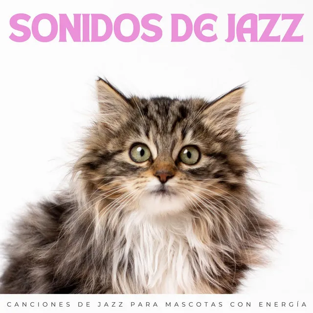 Jazz De Mascotas