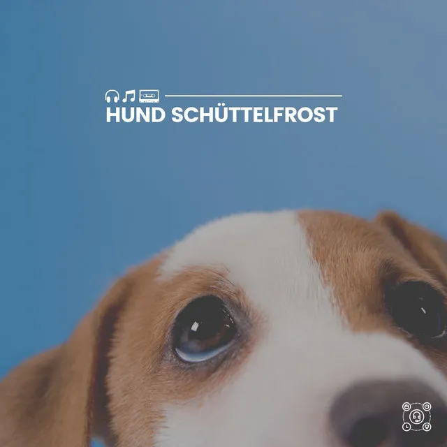 Hund Schüttelfrost