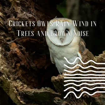 Crickets Owls Rain Wind in Trees and Brown Noise, Loopable by Brown Noises