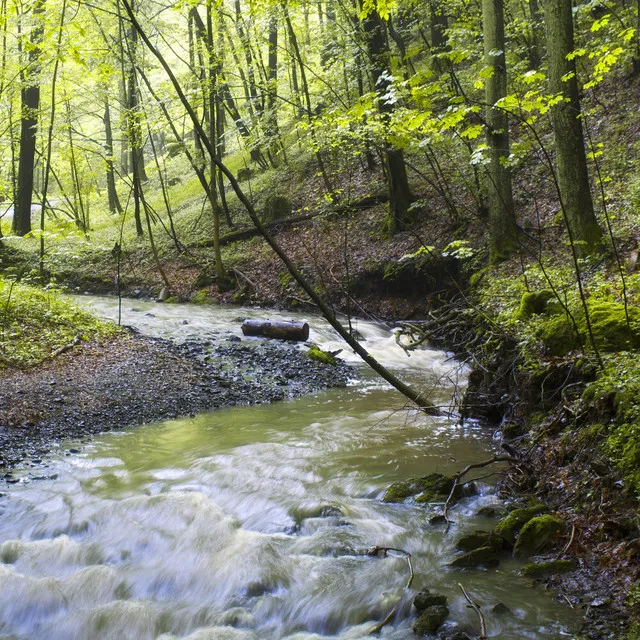 Forest Creeks