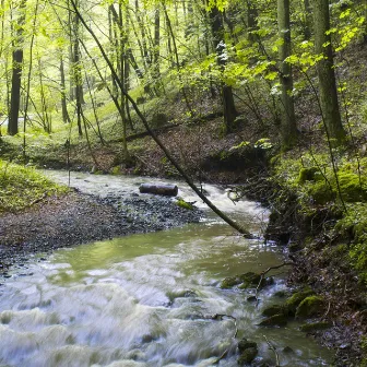 Forest Creeks by The Relaxing Sounds of Swedish Nature