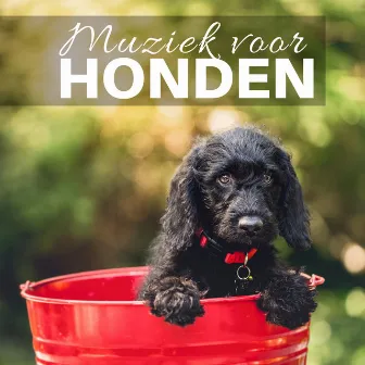 Muziek voor Honden 2018 - Ontspannende Slaapliedjes met Rustgevende Natuurgeluiden by Honden Records