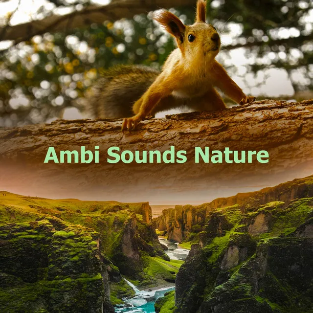 Ambi Sounds Nature