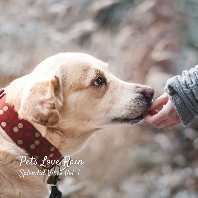 Pets Love Rain: Splendid Vibes Vol. 1