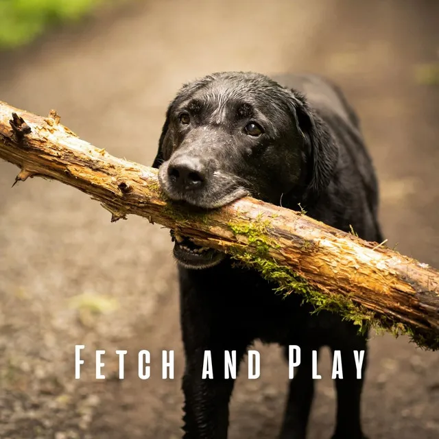 Fetch and Play: Chill Music for Dogs