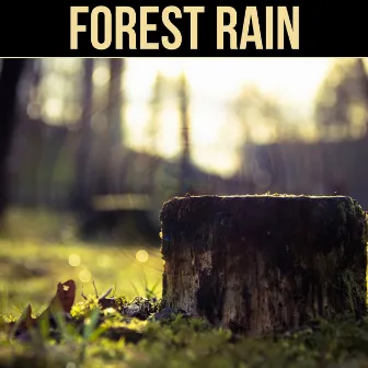 Forest Rain - Soft Falling Rain, Relaxing Melody, Restful Sounds, Calm Music for Sleep, Deep Sound for Relaxation, Serenity Music Reduce Sadness, Pure Water Sound by Nature Sounds Collective