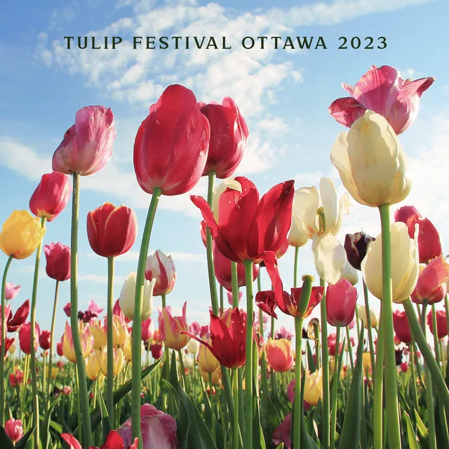 Tulip Festival Ottawa 2023 – Flower Jazz