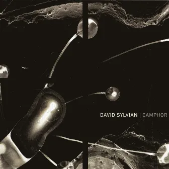 Camphor by David Sylvian