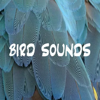 Bird Sounds by Bird Sounds Ambience