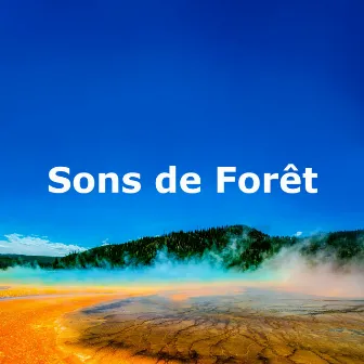 Sons de Forêt by Musique Coeur de la Nature