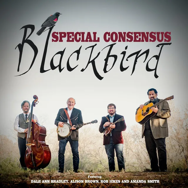 Blackbird