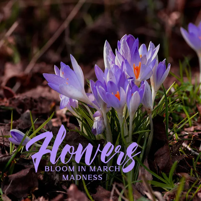 Flowers bloom in March Madness