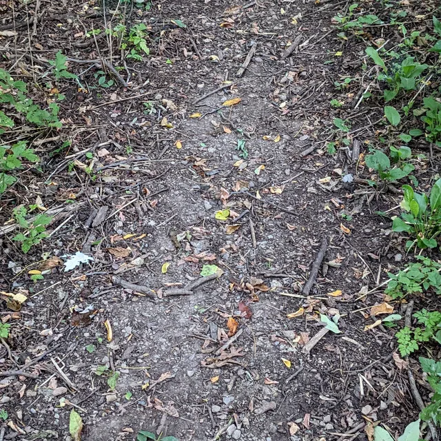 The Dream Of A Leaf In A Dried Creek Bed