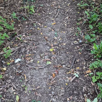 The Dream Of A Leaf In A Dried Creek Bed by Here