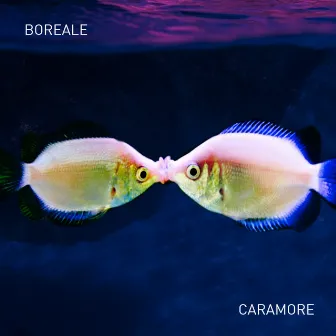 Caramore by Boreale