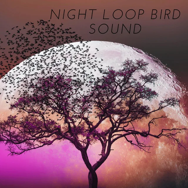 Night Loop Bird Sound