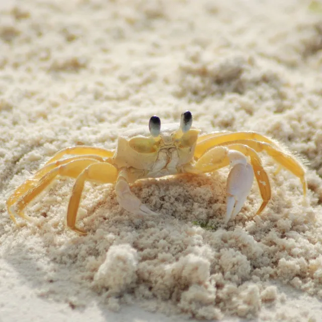 Sand Crabs