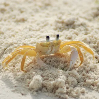 Sand Crabs by Noisefera2