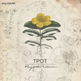 Hypericum by TPOT