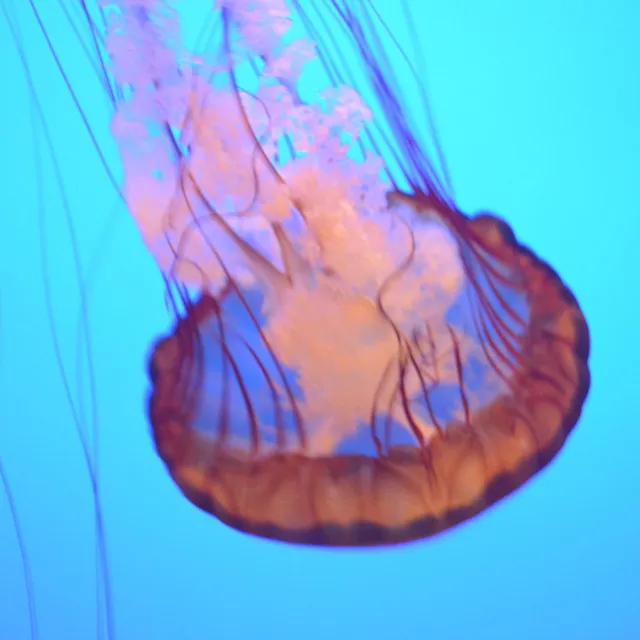 Jellyfish