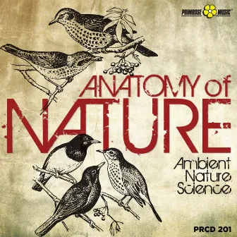 Anatomy of Nature by Roberto Vallicelli