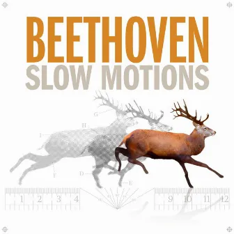 Beethoven Slow Motions by Axel Gillison