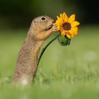 Smell the Flowers by OGknownforsmokin