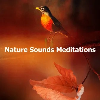 Nature Sounds Meditations by Nature Bird Sounds