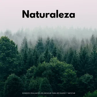 Naturaleza: Sonidos Relajantes Del Bosque Para Relajarse Y Meditar by Tesoros del bosque