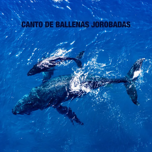 Canto de Ballenas Jorabadas