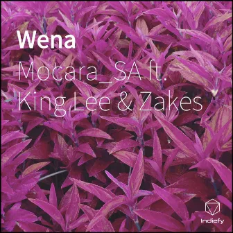 Wena by Mocara_SA