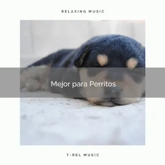 2021: Mejor para Perritos by Dog Radio 1