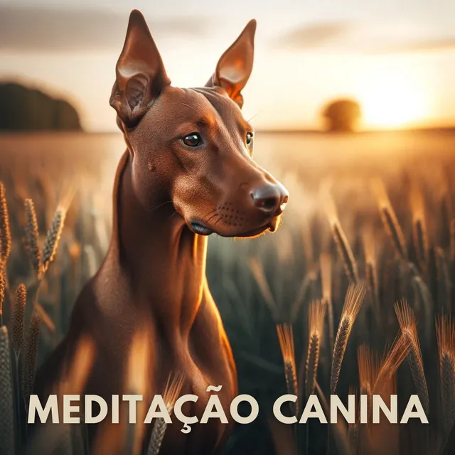 Meditação Canina: Música para Dormir e Alívio do Estresse para Cães