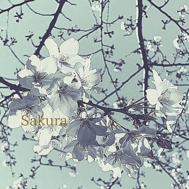 Sakura