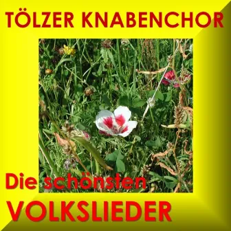 Die Schönsten Volkslieder by Tölzer Knabenchor