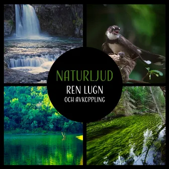 Naturljud (Ren lugn och avkoppling - Musik för sömn, yoga, studier, spa och massage) by Lugnt naturparadis