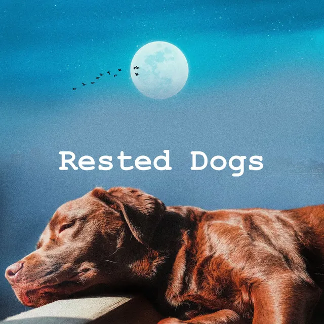 Rested Dogs