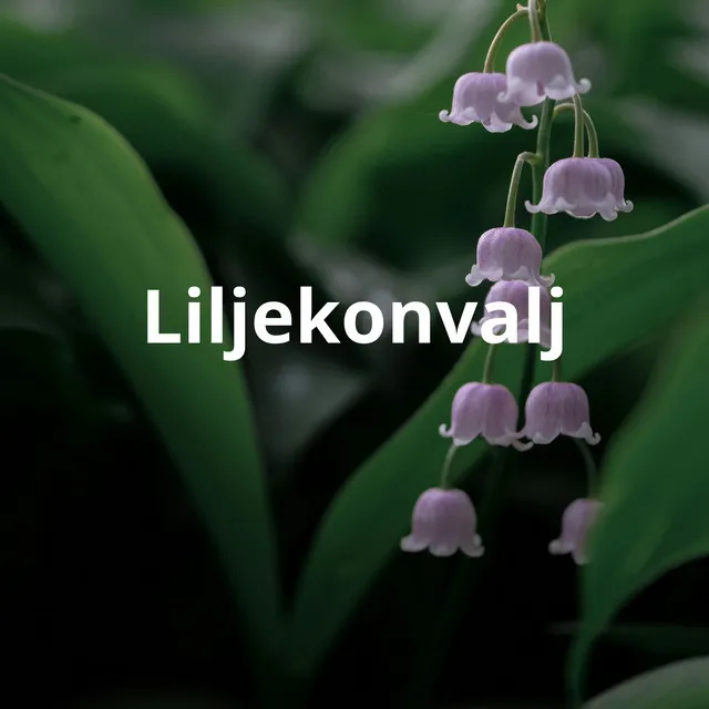 Liljekonvalj