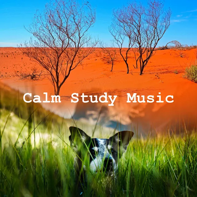 Calm Study Music