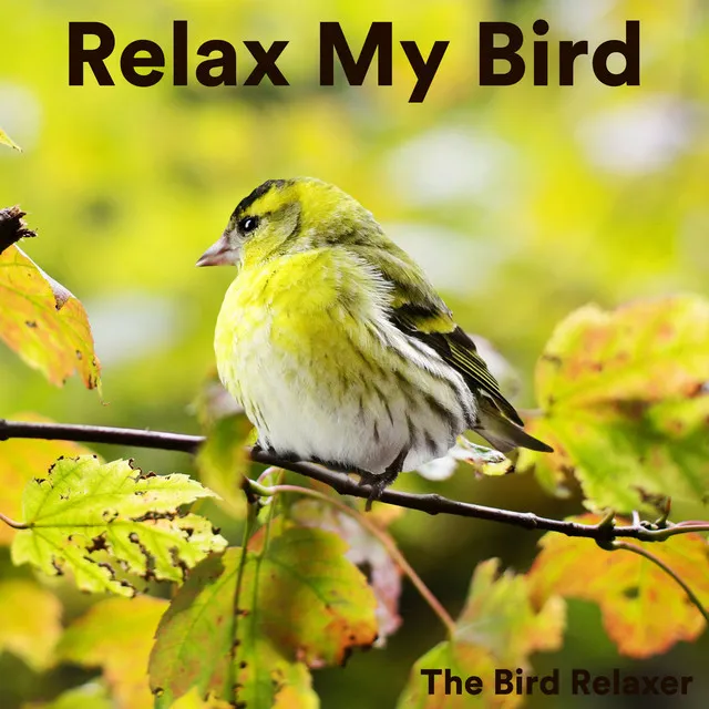 Relax My Bird