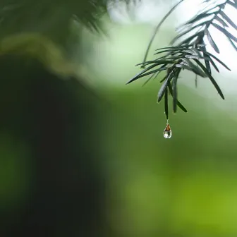 Calm Meditation Album by Academia de Meditação Buddha